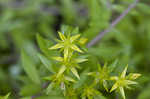 Stringy stonecrop